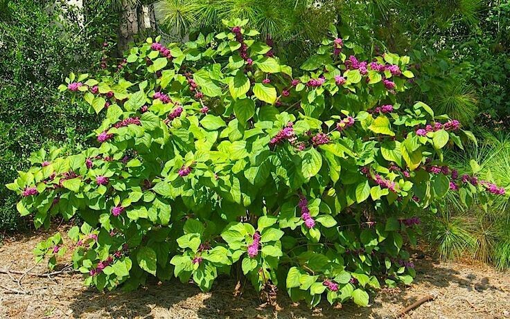 Gardening tools and resources