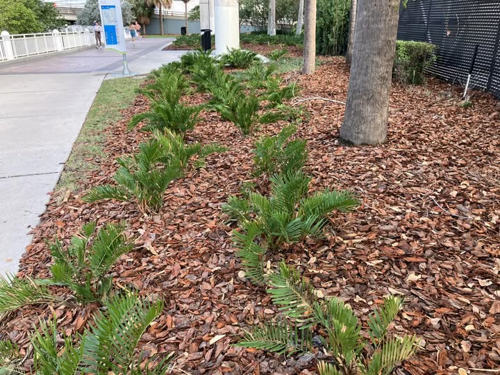Florida native plants
