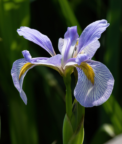 Blue Flag Iris (Iris virginica) with vibrant violet-blue blooms at water's edge