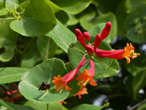 Coral Honeysuckle (Lonicera sempervirens) with bright red tubular flowers on a trellis