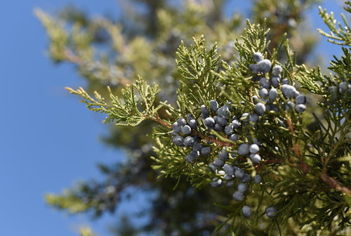 Eastern Red Cedar (Juniperus virginiana) with dense dark green foliage and blue-purple berries