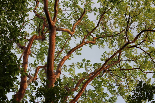 Gumbo Limbo (Bursera simaruba) showing distinctive smooth copper-red peeling bark
