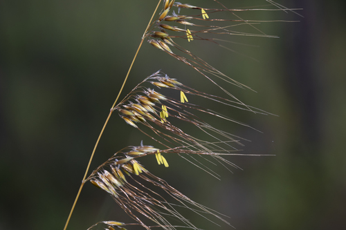 Lopsided Indiangrass (Sorghastrum secundum) with golden seed plumes catching light
