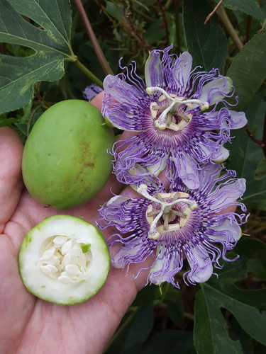 Native Passionflower (Passiflora incarnata) with intricate lavender and white blooms