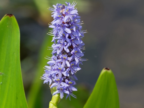 Pickerelweed (Pontederia cordata) with vivid purple flower spikes at water's edge