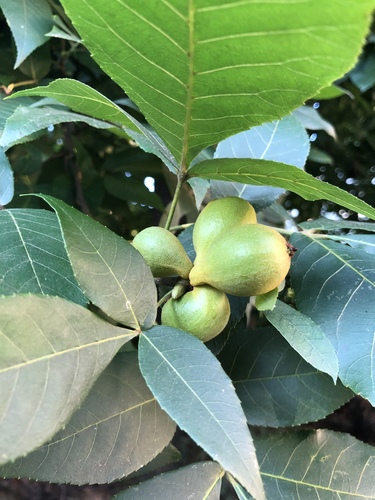 Pignut Hickory (Carya glabra) with distinctive ridged bark and compound leaves