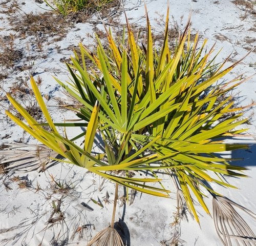 Saw Palmetto (Serenoa repens) thicket with fan-shaped silver-green fronds