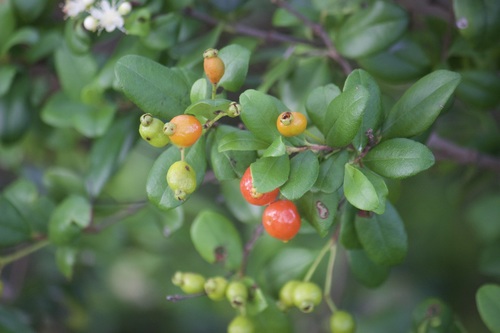 Simpson's Stopper (Myrcianthes fragrans) with white fluffy flowers and orange-red berries