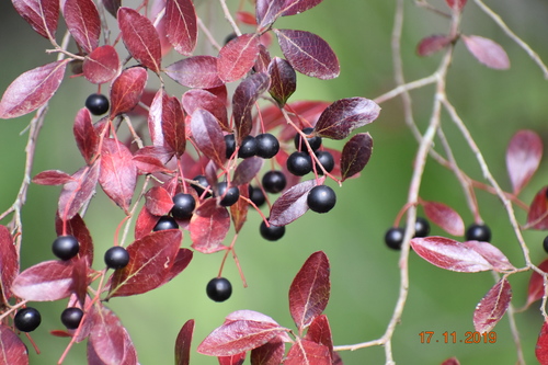 Sparkleberry (Vaccinium arboreum) with small white bell flowers and glossy foliage