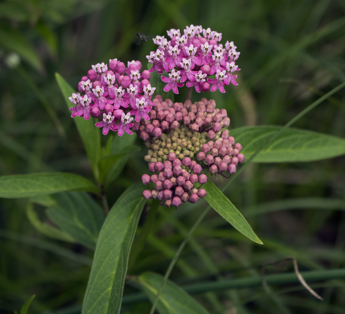 Swamp Milkweed (Asclepias incarnata) with clusters of pink flowers and monarch butterfly