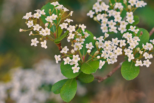 Walter's Viburnum (Viburnum obovatum) in full spring bloom with white flower clusters