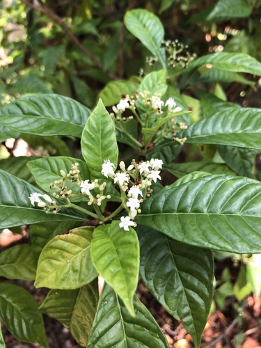 Wild Coffee (Psychotria nervosa) with glossy dark green leaves and clusters of red berries