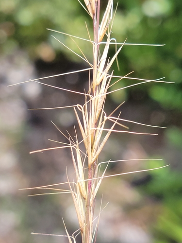Wiregrass (Aristida beyrichiana) — Florida's iconic flatwoods groundcover grass